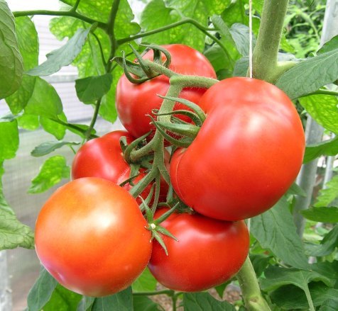 How to Grow Tomato plants at home