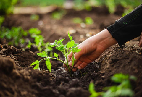 Farmer transplanting young seedlings of tomato