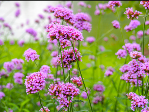 Verbena - Long lasting summer flowers