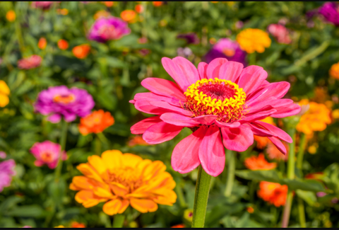 Zinnia - Hardy summer flowers