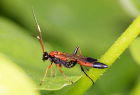 An adult parasitic wasp