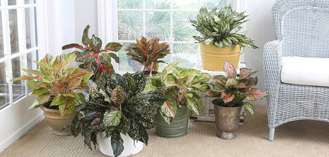 Different types of Aglaonemas - Air purifying plants