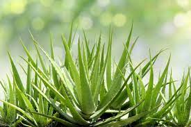 Aloe vera - Air purifying plant