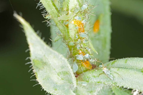 A beneficial insect aphid midge feeding on aphids