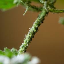 Aphids infestation - reasons to grow indoor plants