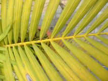 Areca palm turning yellow - Indoor plants