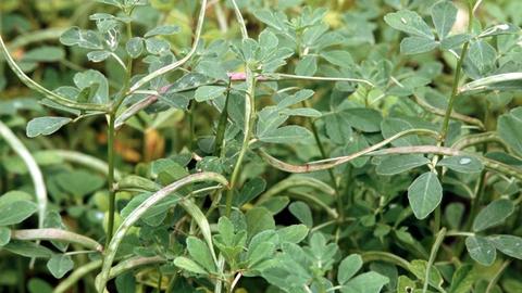 Methi Ready For Harvesting