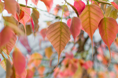 bodhi tree leaves nature sacred fig