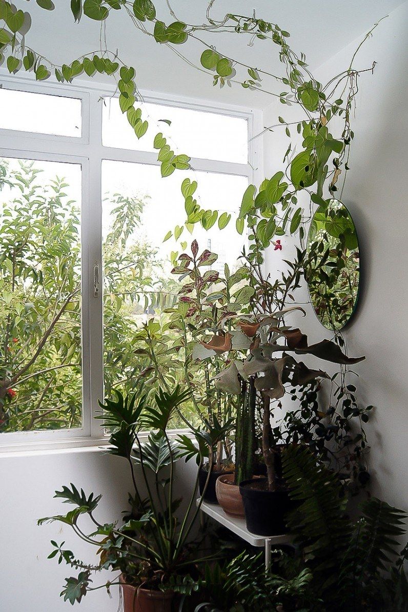 Climbing indoor plants - Benefits of growing indoor plants