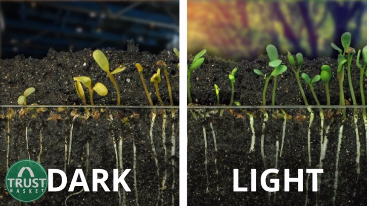 difference in seedlings kept in light and dark