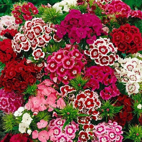 5 Steps To Brighten Your Home Garden with Dianthus