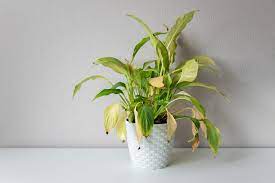Drooping leaves of peace lily