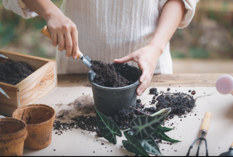 Applying organic compost to the indoor plant