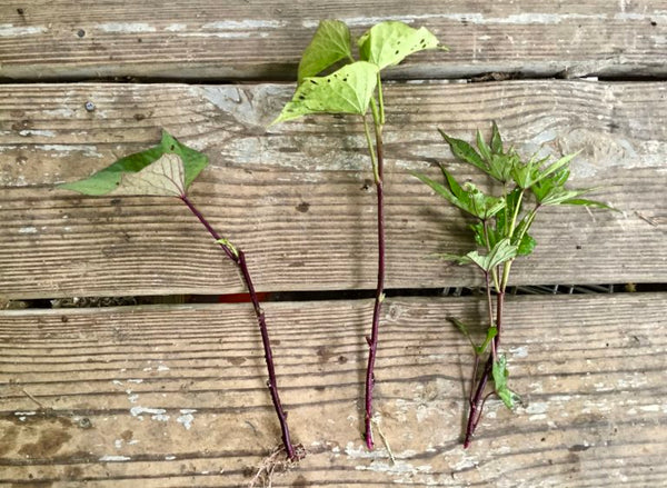 Sweet Potato Plant Cuttings