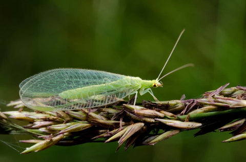 Beneficial insect - An adult green lacewing