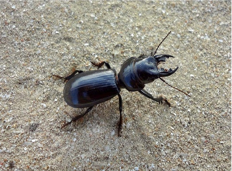 An adult beneficial ground beetle