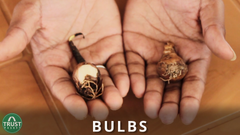 Bulbs