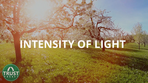  intensity of light