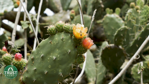 Cactus - how to select plants