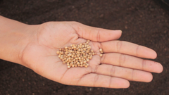 Dhania Seeds in Hand