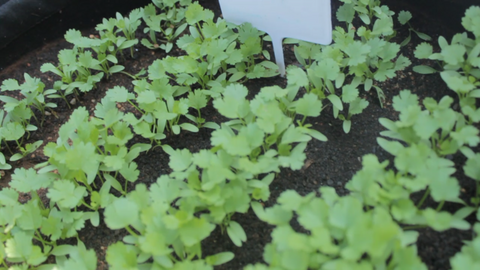 Coriander Plants