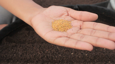 Fenugreek Seeds