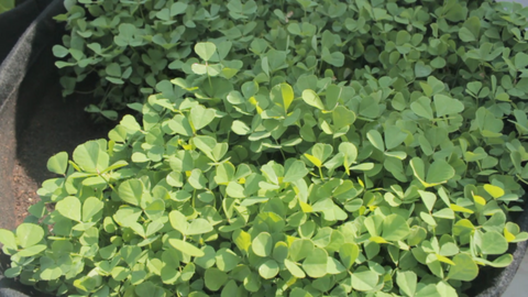 well grown methi plants