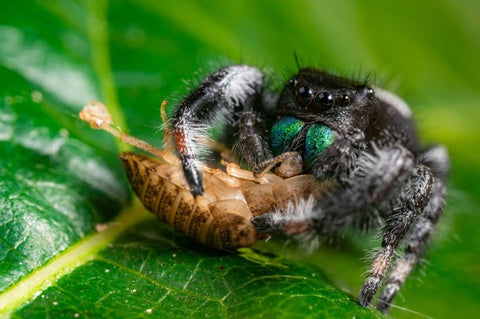 An adult beneficial jumping spider feeding on garden pest
