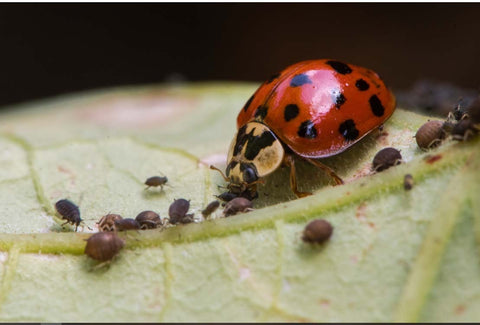 An adult ladybird beetle feeding on aphids