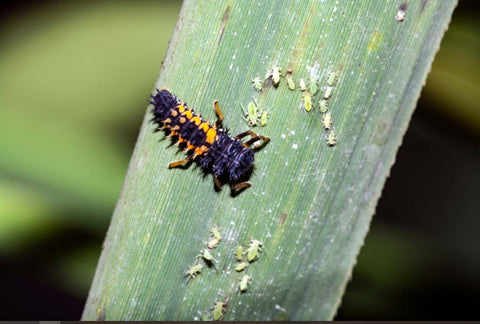 Larva of beneficial insects ladybird beetle feeding on lice