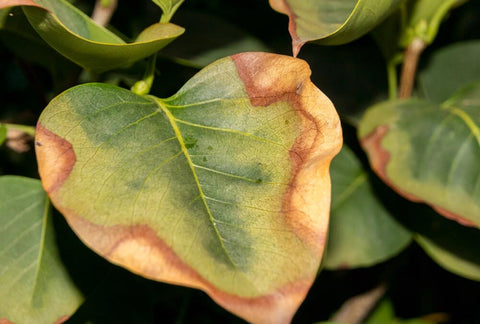 Scorched leaf - a symptom of transplant shock