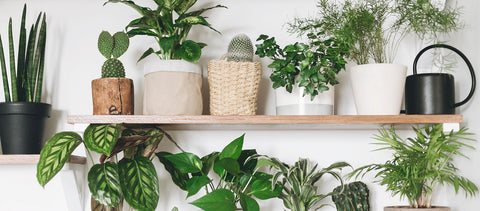 Indoor plants that can survive in low light conditions