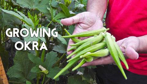 The list of 10+ How long does it take okra to sprout 7 How to grow Okra/Bhindi/Ladies finger plant from seeds to harvest