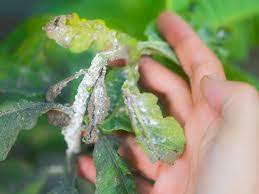 Mealybugs infestation - reasons to grow indoor plants