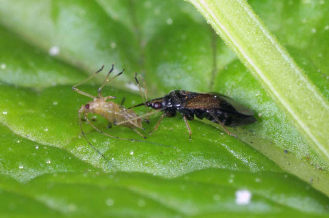An adult minute pirate bug feeding on plant pest