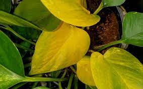 Yellowing of pothos leaves - Benefits of growing money plants 