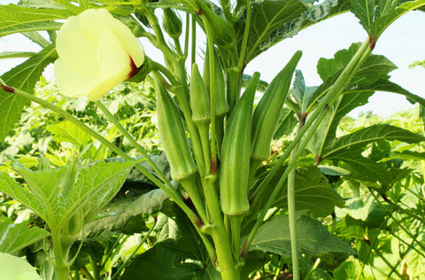 Okra, also known as Lady finger or Bhindi (in Hindi)