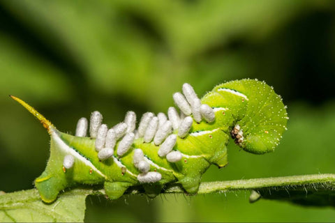 Eggs of parasitic wasp on tobacco hornworm