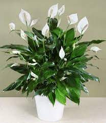 Peace lily - air purifying plant