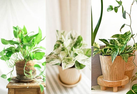 Money plants - air purifying plants