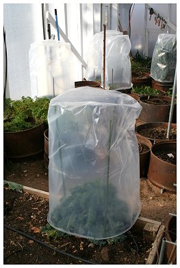 protecting plant with plastic wrap- winter care