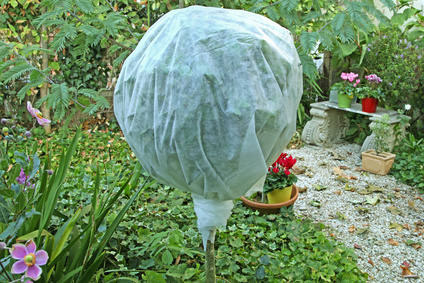 wrapping the plant with plastic - outdoor plant care in winter