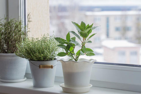 Plants near window at home