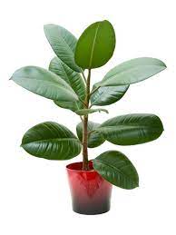 Rubber plant - Air purifying plant
