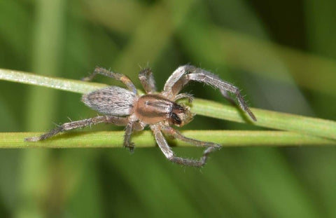 An adult beneficial sac spider