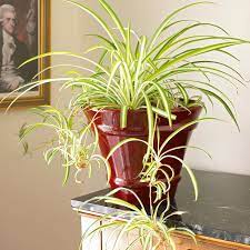 Spider plant - air purifying
