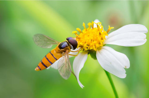 An adult beneficial insect syrphid fly feeding on nectar