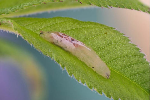 Larva of syrphid fly