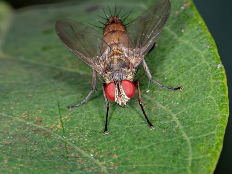 An adult techinid fly