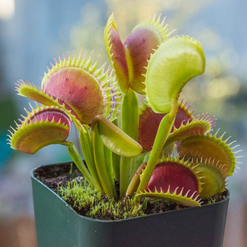 insectivorous plants with names